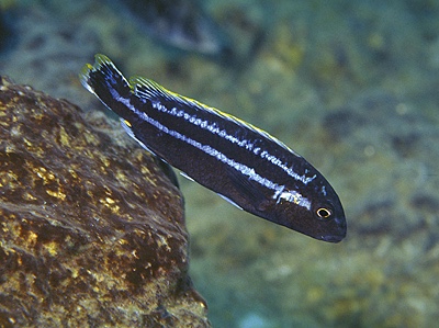 Melanochromis mossambiquensis 'Minos Reef'